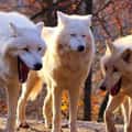 17 Times The "Laughing Wolves" Meme Perfectly Captured The Pain Of Being The Only Sane Person In The Room