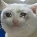 15 Crying Cat Variations That Prove Everything is Fine (It’s Not)
