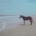 12 "Man" Horse Memes To Fuel Your Late-Night Melancholy