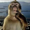 14 Thinking Monkey Memes That Perfectly Nail The "Tactical Pondering" Vibe