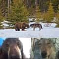 14 "Bear vs. Wolf" Memes Proving Every Choice Is A Battle Between Logic And Pure Panic