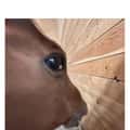 17 Side Eye Horse Memes Reaffirming That Someone Is Quietly Judging You