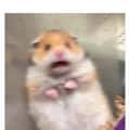 20 Scared Hamster Memes That Perfect the Art of Sudden Panic