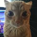18 Orange Cat Staring Memes For Awkward Thoughts And Bad Decisions