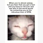 Cat Memes