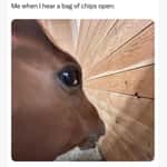 Horse Memes