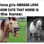 Horse Memes