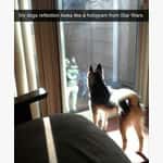 Dog Memes