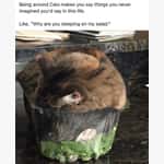 Cat Memes