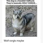 Wolf Memes