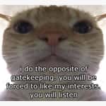 Cat Memes
