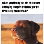 Dog Memes