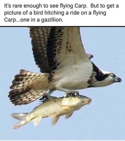 Random Memes