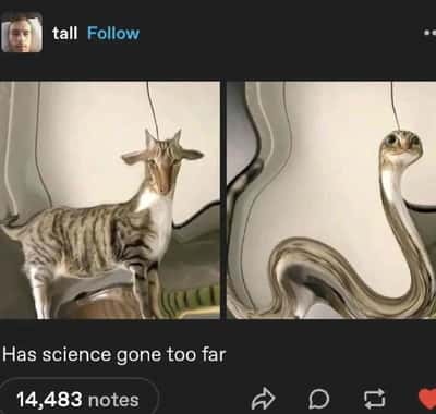 Random Memes