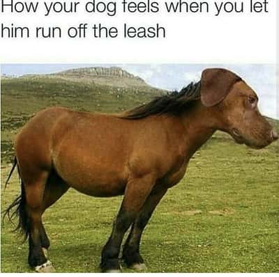 Random Memes