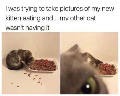 Random Memes