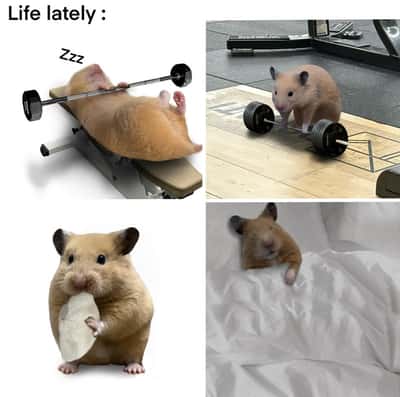 Random Memes