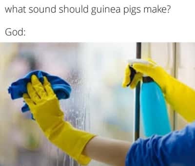 Random Memes