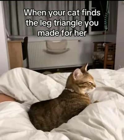 Random Memes