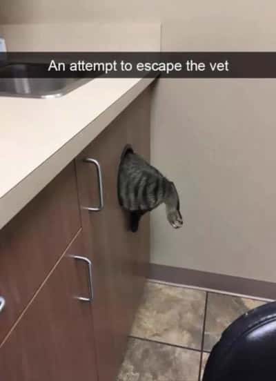 Random Memes