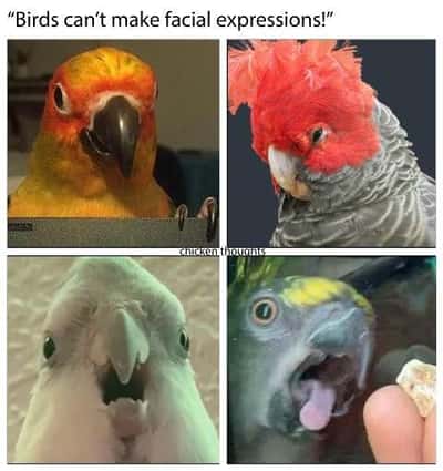 Random Memes