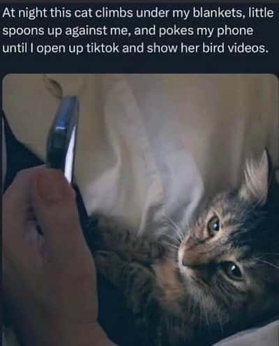 Random Memes
