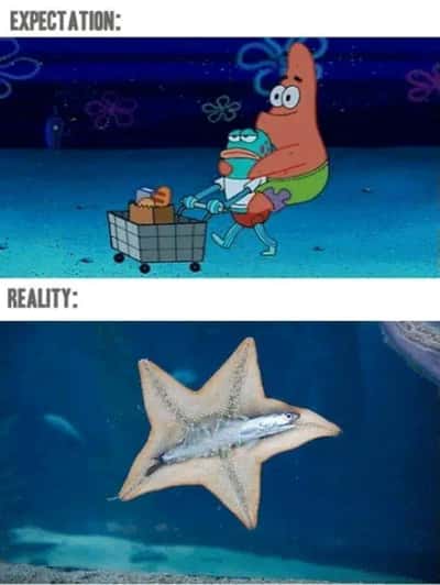 Random Memes