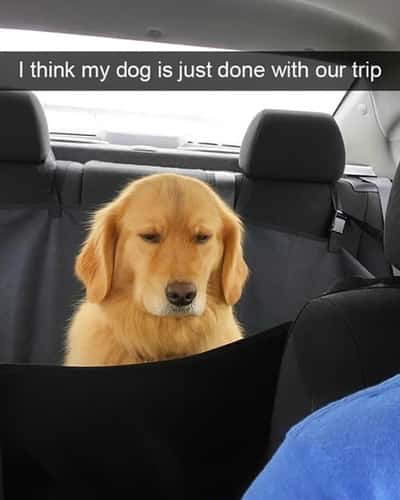 Random Memes