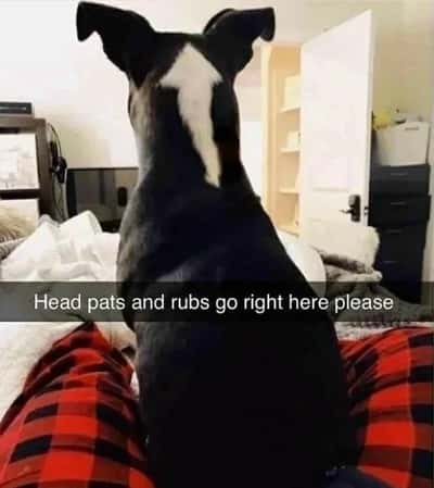 Random Memes
