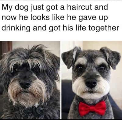 Random Memes
