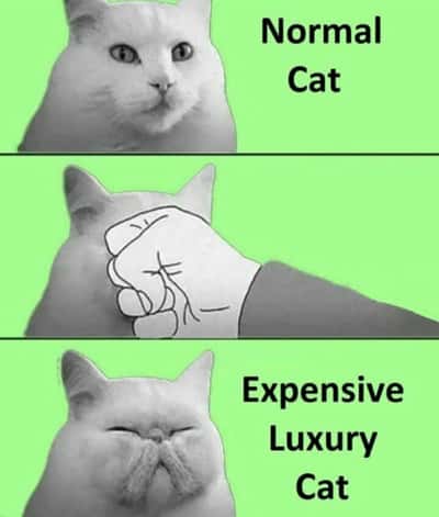 Random Memes