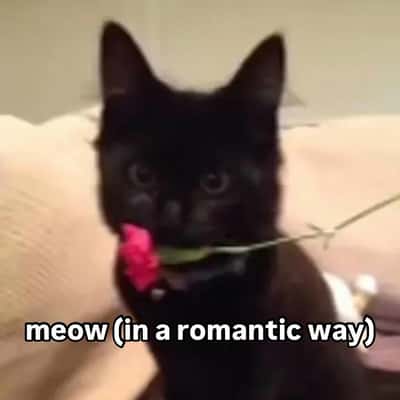 Random Memes