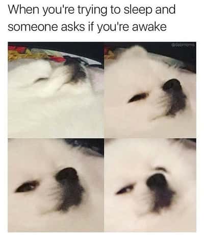 Random Memes