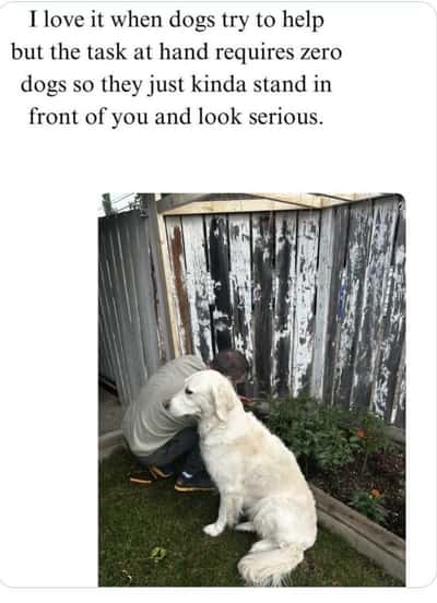 Random Memes