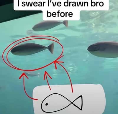 Random Memes
