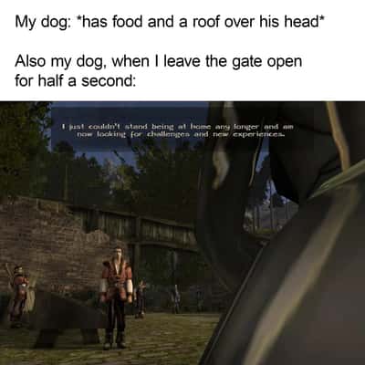 Random Memes