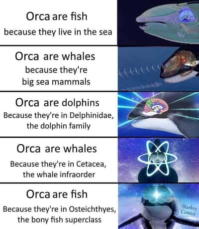 Random Memes