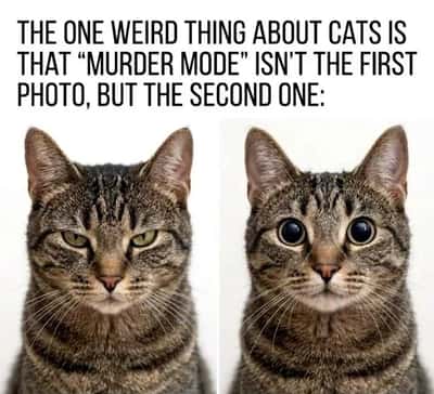 Random Memes