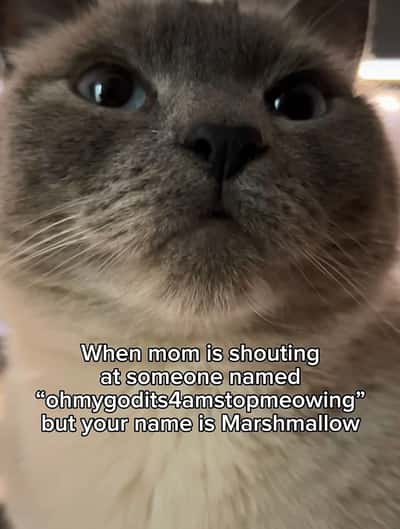 Random Memes