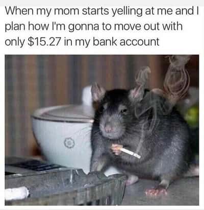 Random Memes