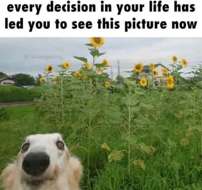 Random Memes
