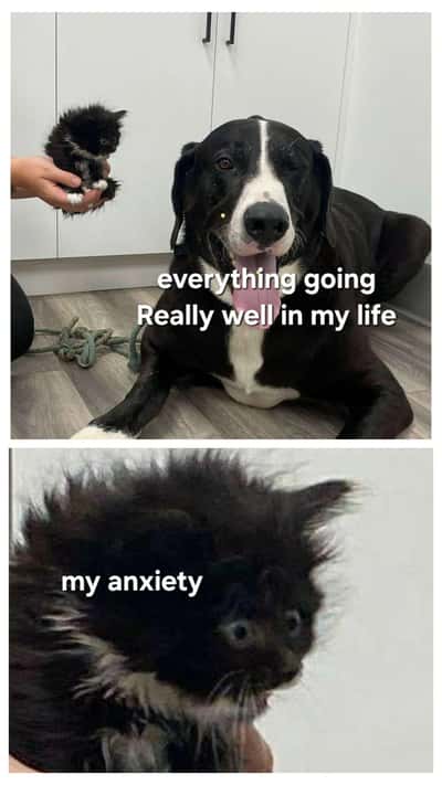 Random Memes