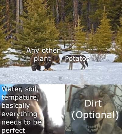 Goofy grinning wolf meme joking that potatoes only need optional dirt to grow