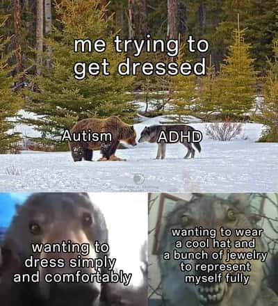 ADHD wolf meme arguing with autism bear over what to wear for the day