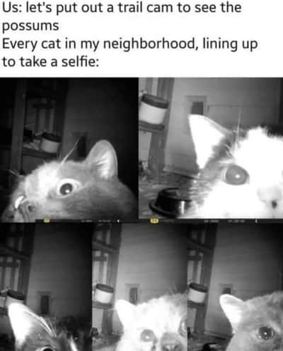 Random Memes