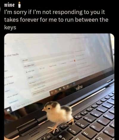 Random Memes