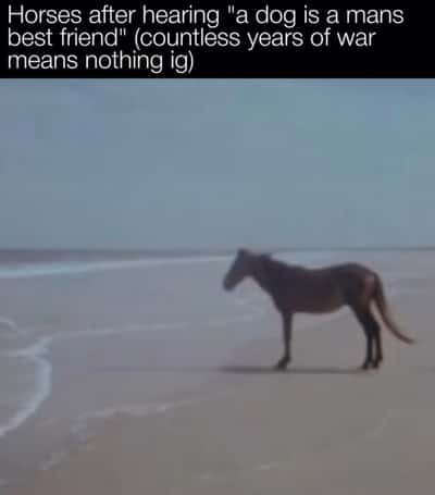 Horse meme dejected war horse stands alone on empty beach