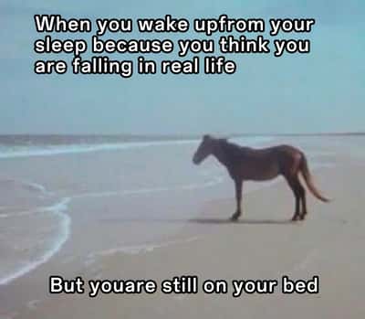 Horse meme stands dazed on beach after waking up from that falling dream