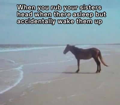 Horse meme frozen on beach after accidentally waking up your sister
