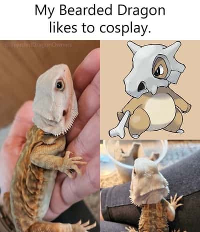 Random Memes